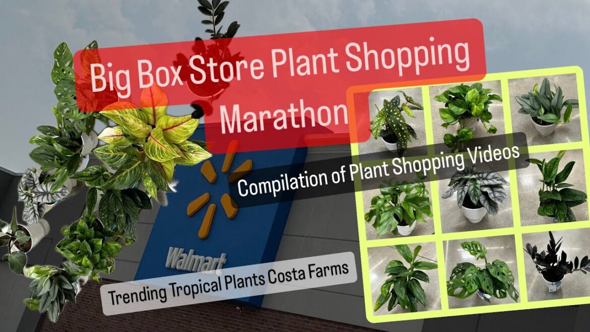 Big Box Store Plant Shopping Compilation Multiple Stores Marathon for Plants at Walmart Lowes Plants Big Box Store Plant Shopping Compilation Multiple Stores Marathon for Plants at Walmart Lowes Plants