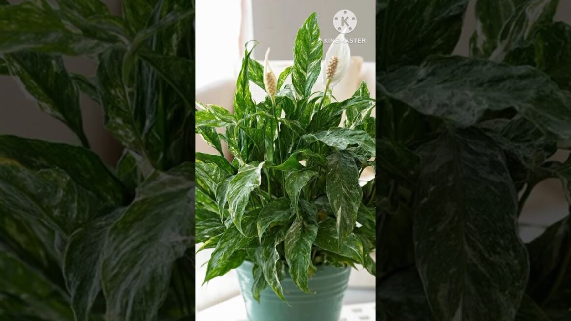 9 Plants That Are Perfect For Beginners #indoorplants #plants #houseplants #shorts #plantlover 9 Plants That Are Perfect For Beginners #indoorplants #plants #houseplants #shorts #plantlover