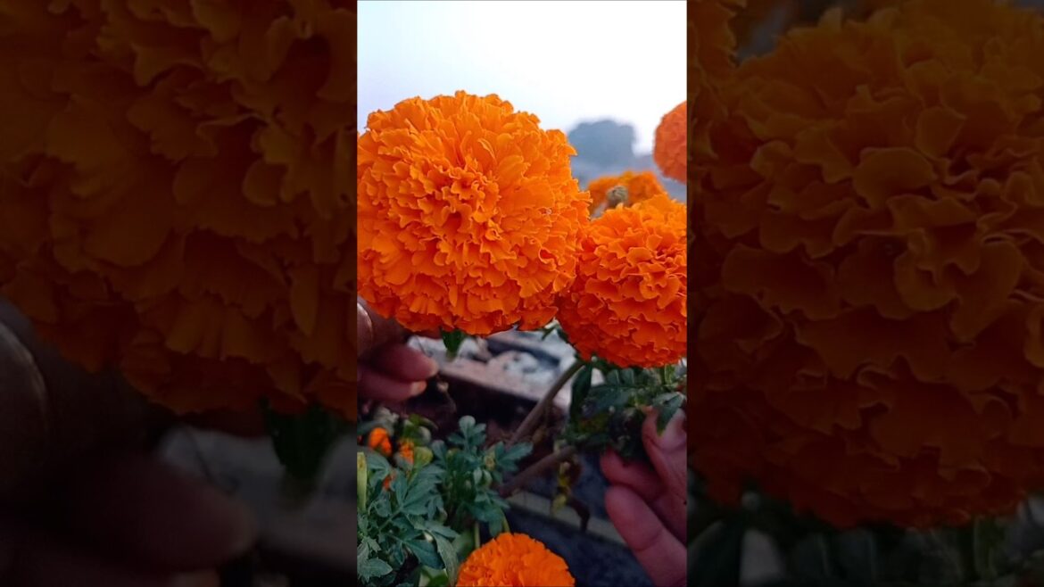 Beautiful gardening #trending #shorts #viralshorts #ytshorts #yt_shorts #flowers #music