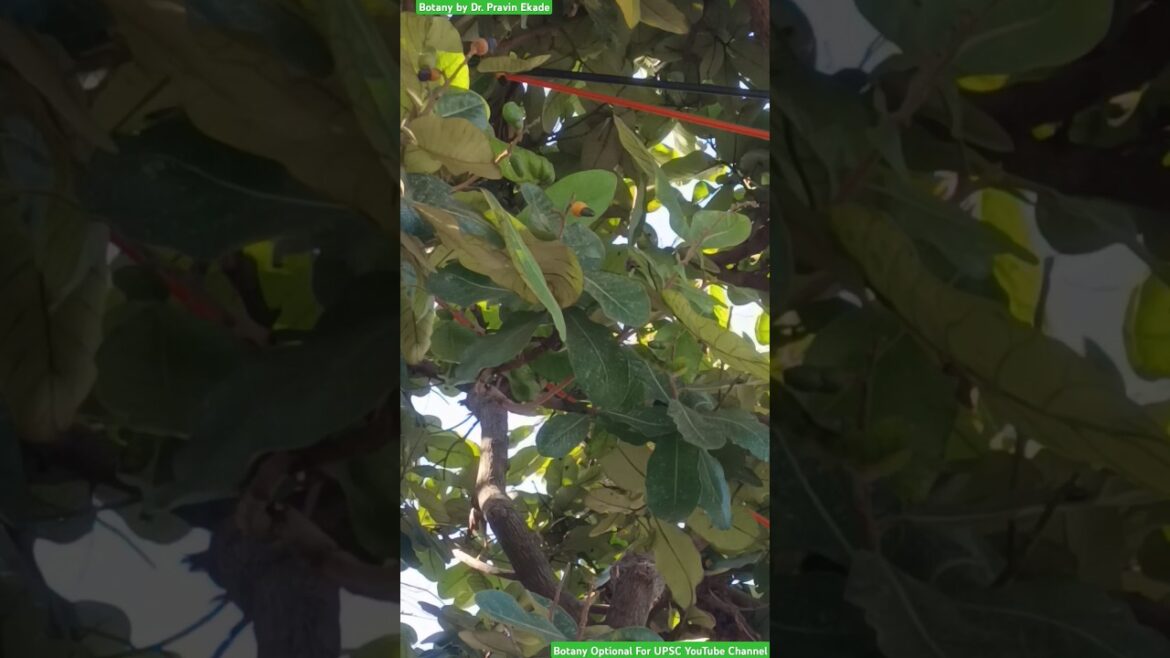 Semecarpus anacardium - Anacardiaceae Family - Accessory Fruit and Drupe Fruit #edible #fruittree