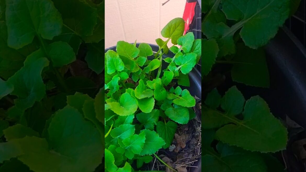 Milk Thistle, eat, dry, teas, tinctures. Sold as liver help in stores