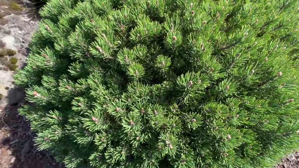 Dwarf Conifer Compilation Part 2 | Unique Plants That Work Well In Landscapes | #japanesegarden