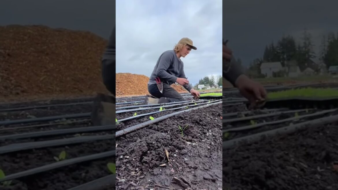 Greenhouses over the years. #garden #gardening #farming #growyourownfood