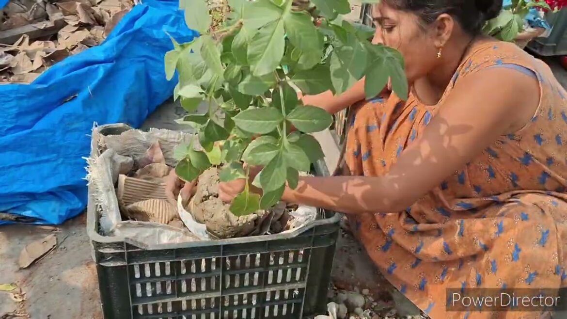 Elevate Your Garden: Rooftop Soil-less Gardening Techniques/container gardens