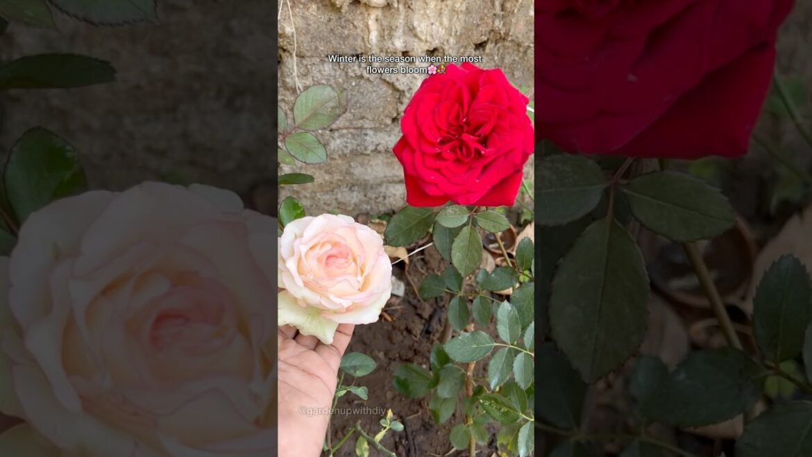 10 variety of winter flowers seeds#flowers #plants #gardening #youtubeshorts 10 variety of winter flowers seeds#flowers #plants #gardening #youtubeshorts