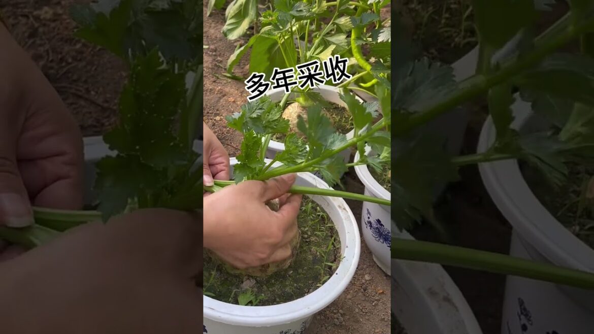 The Secret to Growing Chives That Last for Years #farmerslife #garden #gardenin #satisfying