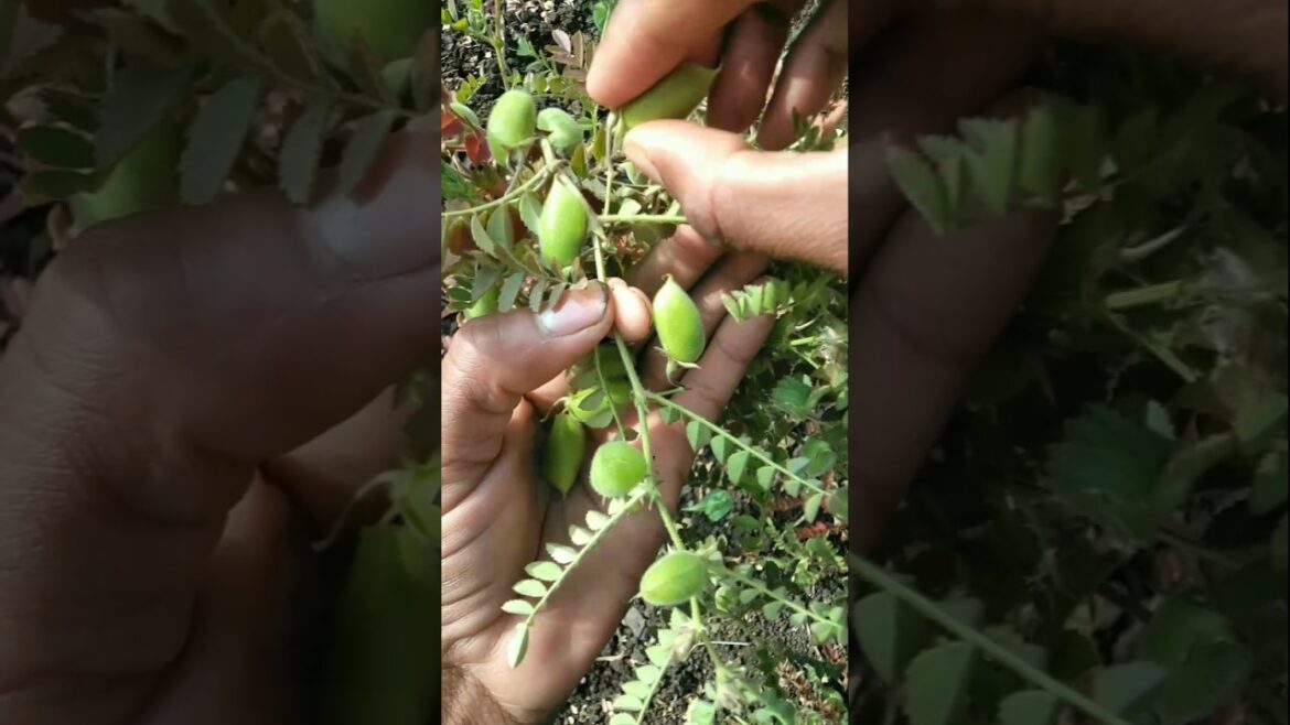The chickpeas have become edible #nature #farming #gram #shorts