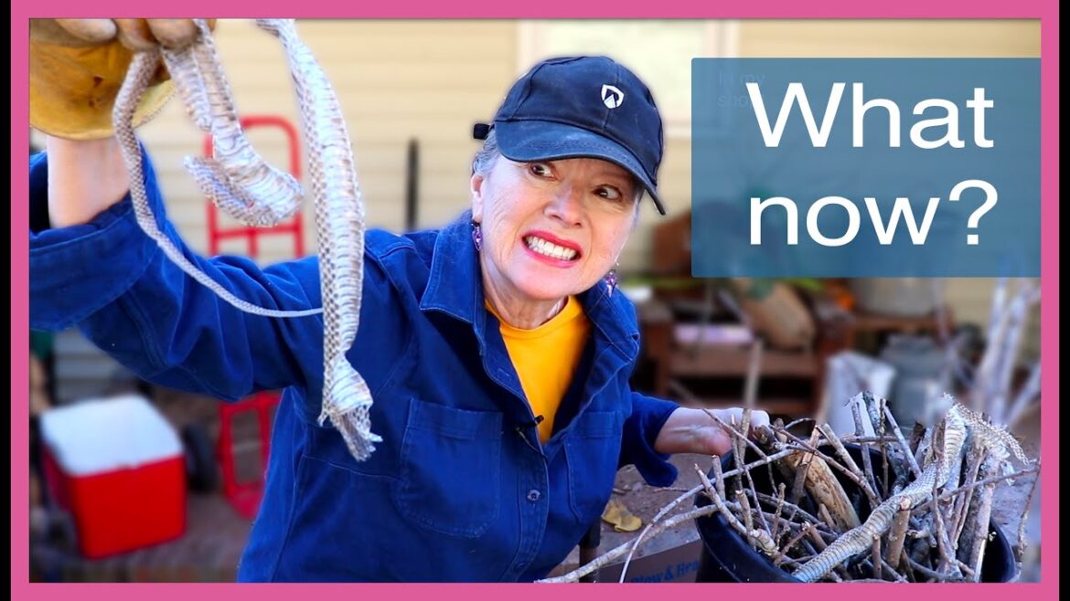 HOW BIG?? Back Yard Cleanup and found THIS!