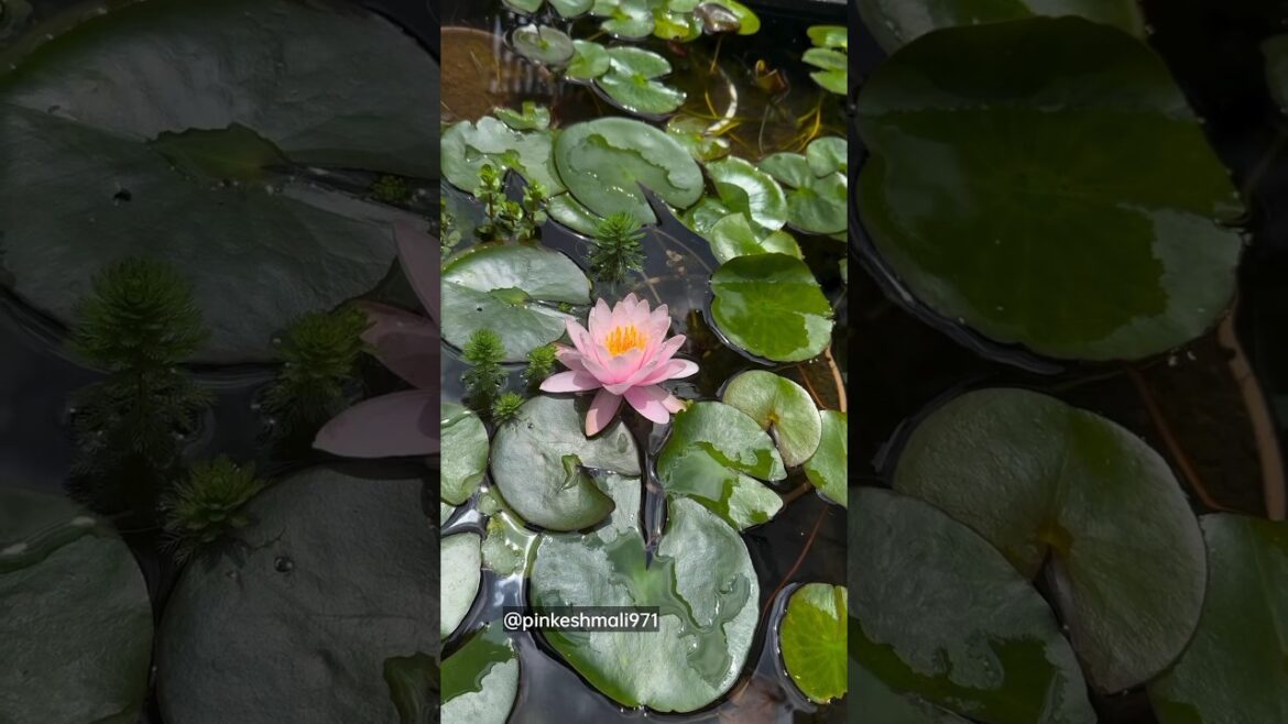 Japanese Bonsai Lotus Plants and Flowers #gardening #lotusplant