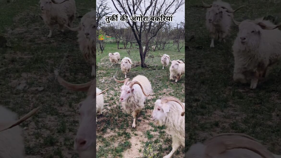 महंगे ऊन 🧣 वाली तुर्की की अंगोरा बकरियां ❄️ Angora Goat 🐐| Mohair Wool #mohair #short महंगे ऊन 🧣 वाली तुर्की की अंगोरा बकरियां ❄️ Angora Goat 🐐| Mohair Wool #mohair #short