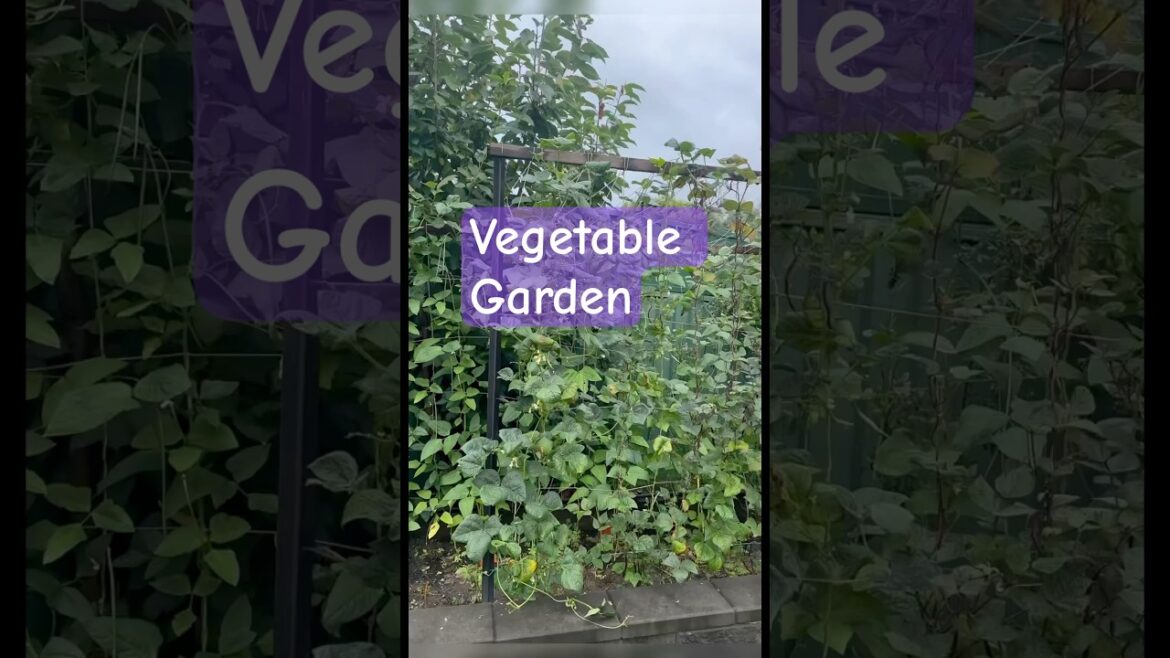 Summer vegetable Garden #organicgardening #youtubeshorts Summer vegetable Garden #organicgardening #youtubeshorts