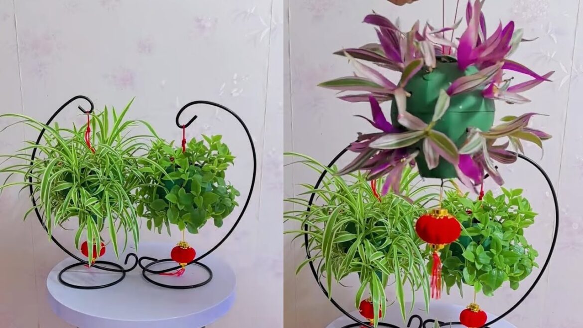 Expert Gardener Shares Top Tips for Beautiful Garden Ideas at Home.