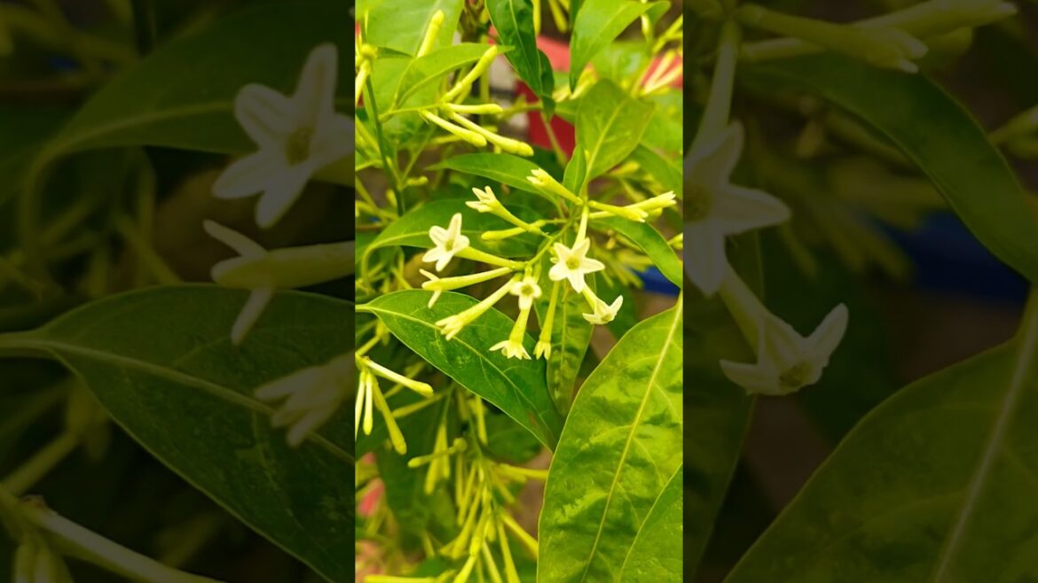 Pot gardening#flowers #garden #plants 💚🤍💚🤍