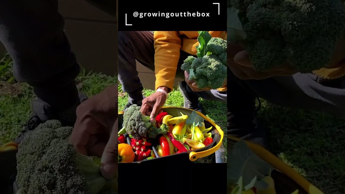 Broccoli flower head #garden #gardening