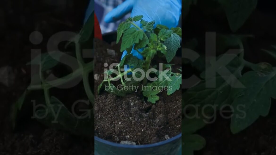 How To Grow Tomatoes (Complete Tomato Farming Guide) #gardening for beginners #vegetable garden