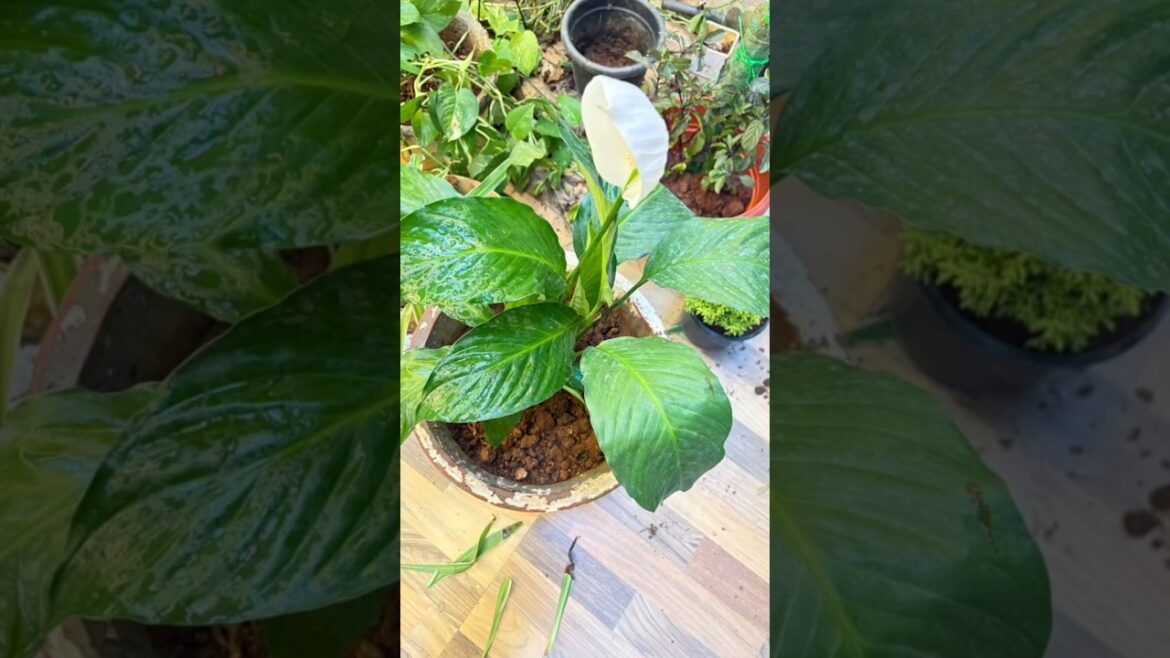 | Repotting plants | #trending #shorts #trendingnow #ytshorts #youtubeshorts#ytshort #viralvideo