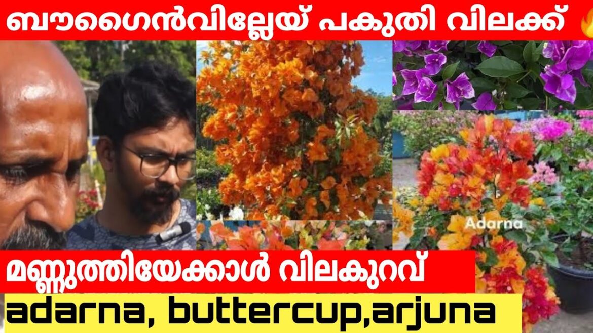 കേരളത്തിൽ ഏറ്റവും വിലക്കുറവിൽ ബോഗൈൻവില്ല കിട്ടുന്ന നഴ്സറി|BOUGAINVILLEA NURSERY #bougainvillea കേരളത്തിൽ ഏറ്റവും വിലക്കുറവിൽ ബോഗൈൻവില്ല കിട്ടുന്ന നഴ്സറി|BOUGAINVILLEA NURSERY #bougainvillea