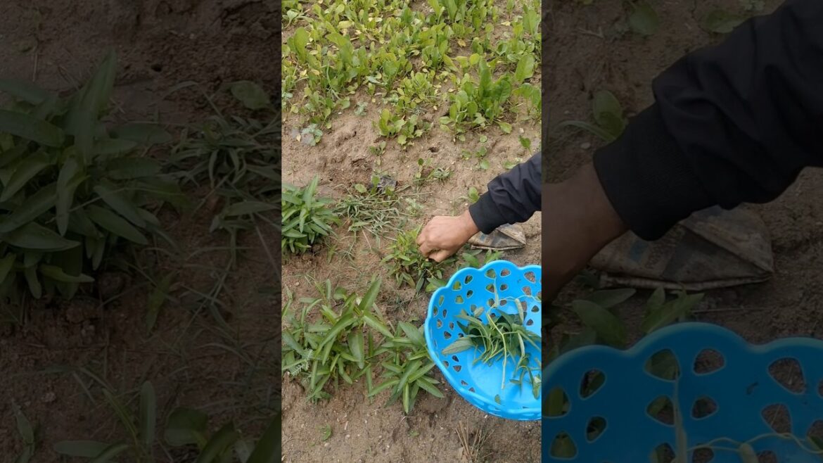 #Vegetable harvesting #Vegetable #Gardening #Garden #Nature #Harvesting