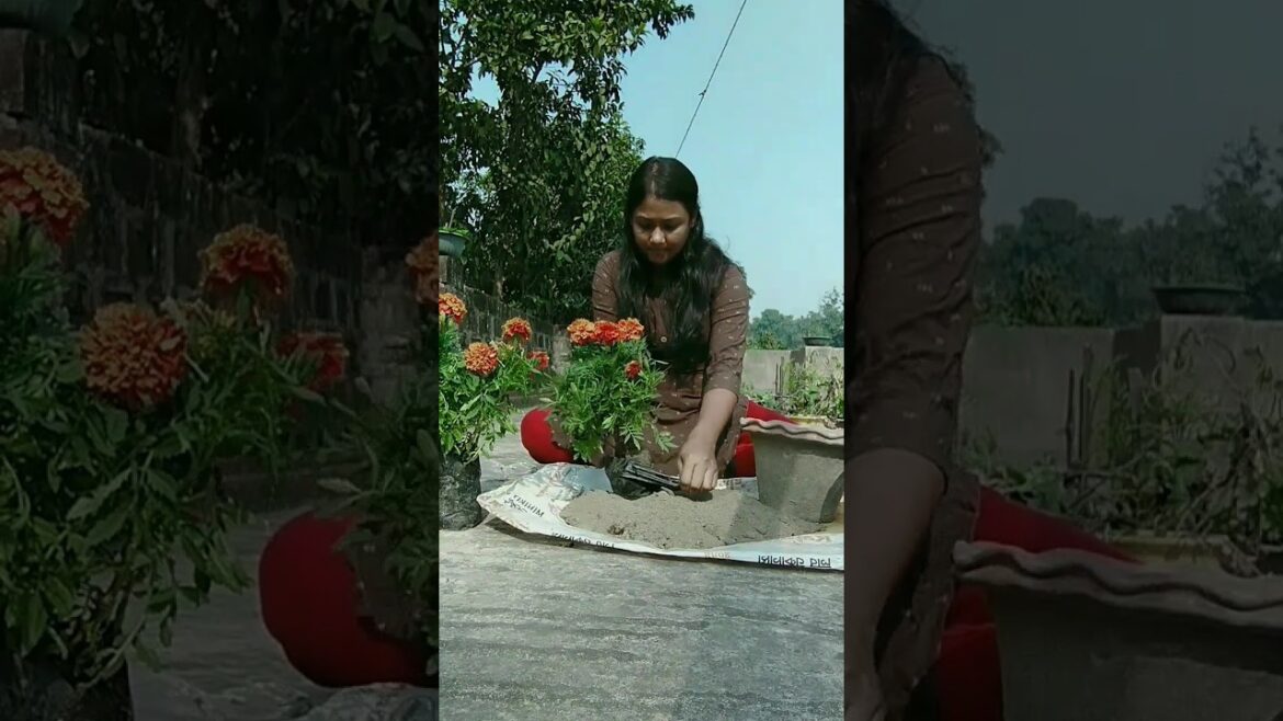 আজকে করলাম আরো দুটো ইনকা গাঁদা র প্রতিস্থাপন #banglaminivlog #minivlog #gardening #gardentips #viral