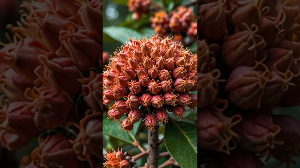 Simple way to grow clove plant at home from clove |#shorts #clove #garden