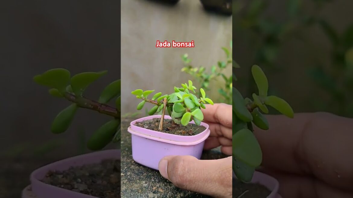 Jada bonsai #cute #reporting in a small bowl Jada bonsai #cute #reporting in a small bowl