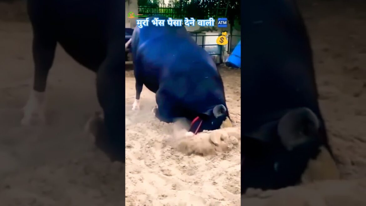 भारत की सबसे ज्यादा दूध देने वाली 🐃 मुर्रा भैंस 💥 | Murrah Buffalo |Dairy Farming| #shorts