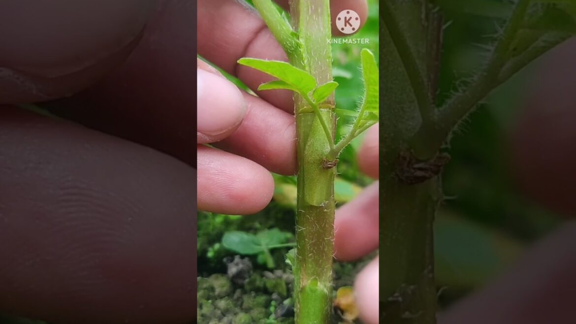 Tomato grafting on potato #shorts #grafting #gardening #agriculture #farming #shortsfeed #2025