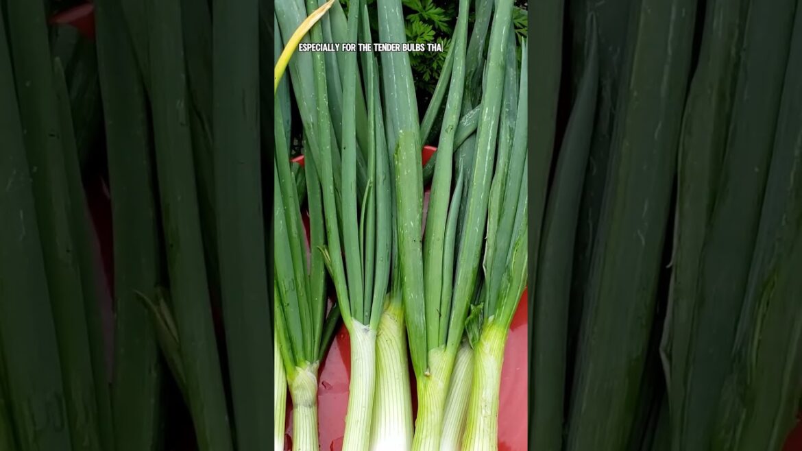 Harvests of the Month: Mustard Greens, Bunching Onions & Shelling Peas!