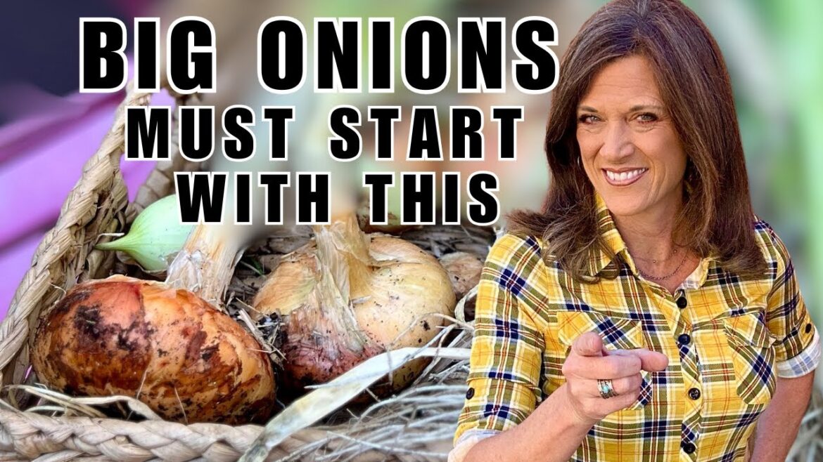 Growing BIG Onions From Seed MUST Start With This ONE Thing!