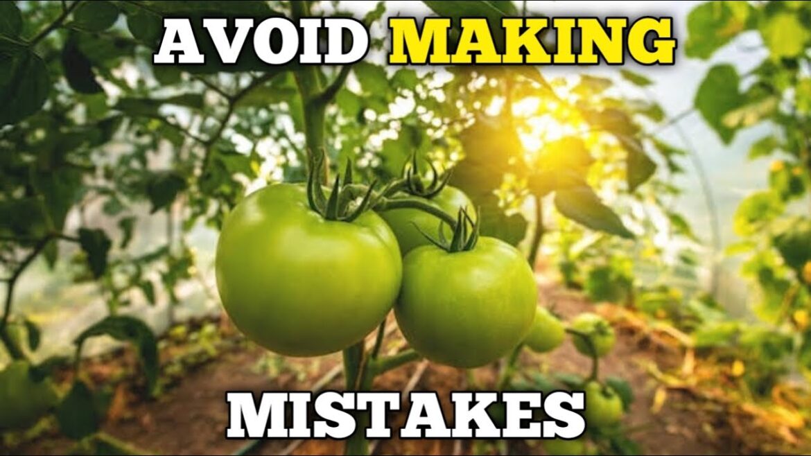 TIPS & TRICKS to Growing Tomatoes  | Master Gardener Course