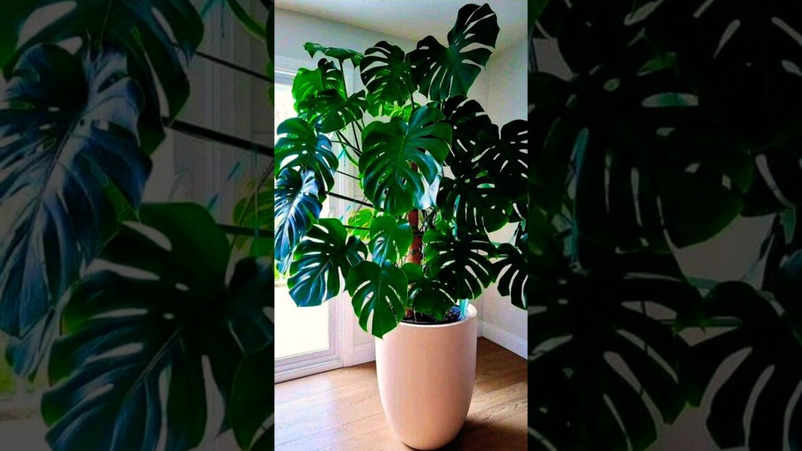 Indoor Air Purifying plants ☘️🌱💚 #garden #indoorplants #trending #shorts