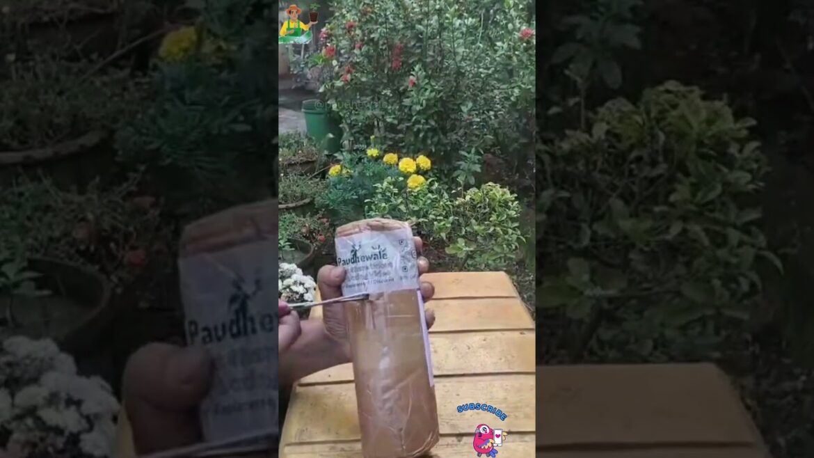 Paudhewale™ - Unboxing Plant - Home delivery across India - Buy Flower plants online. #shorts #feed