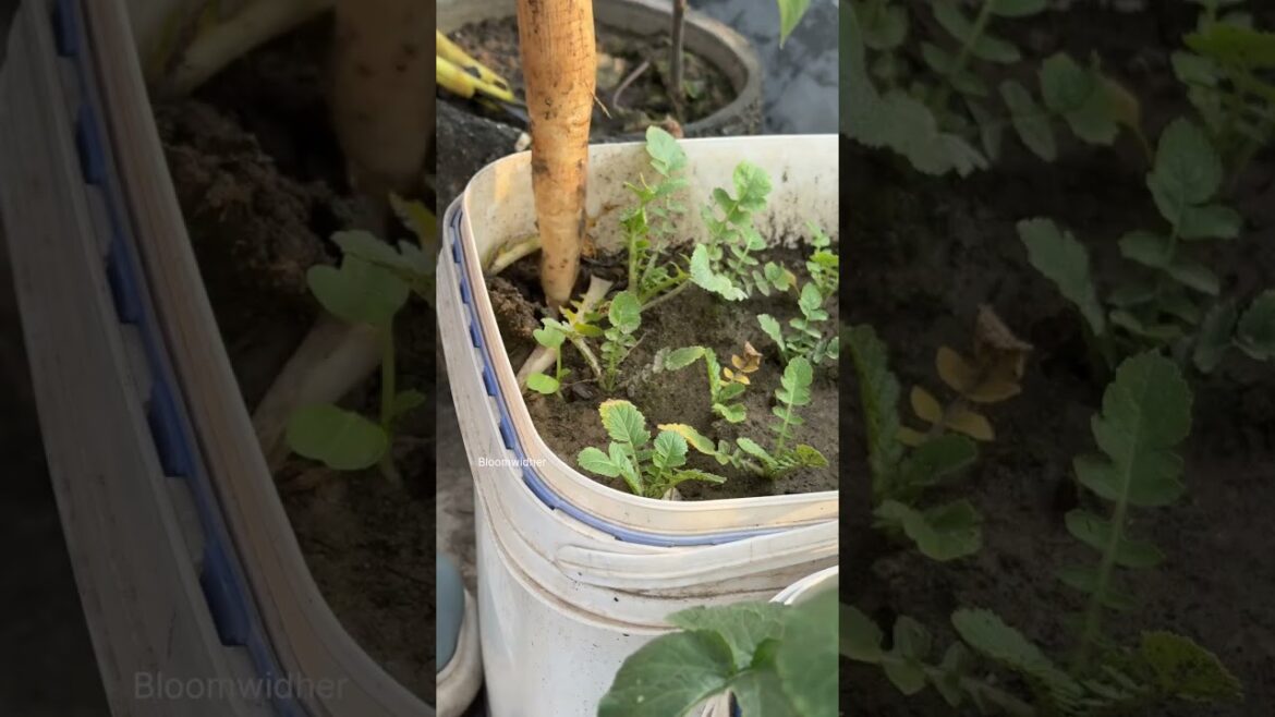 Organic Harvest Alert 🌱 | Fresh & Chemical-Free Vegetables from My Terrace Garden #gardening #short Organic Harvest Alert 🌱 | Fresh & Chemical-Free Vegetables from My Terrace Garden #gardening #short