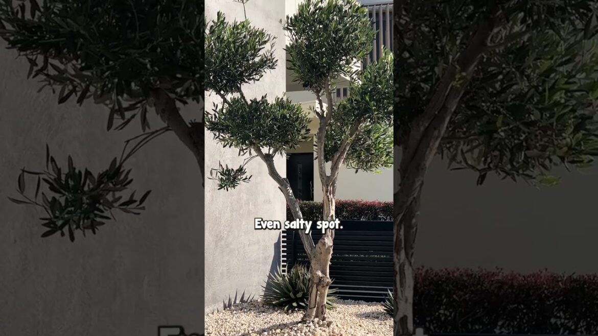 Got a Hot Windy Beachfront Garden? Make it Beautiful With a Cloud Pruned Olive! Got a Hot Windy Beachfront Garden? Make it Beautiful With a Cloud Pruned Olive!
