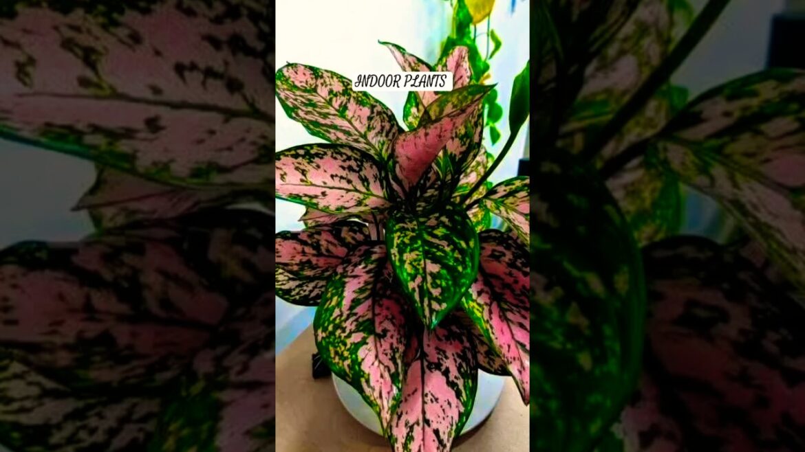 Indoor plants trends 2025☘️ #indoorplants #trending #garden #plants #shortsfeed #shorts #trending