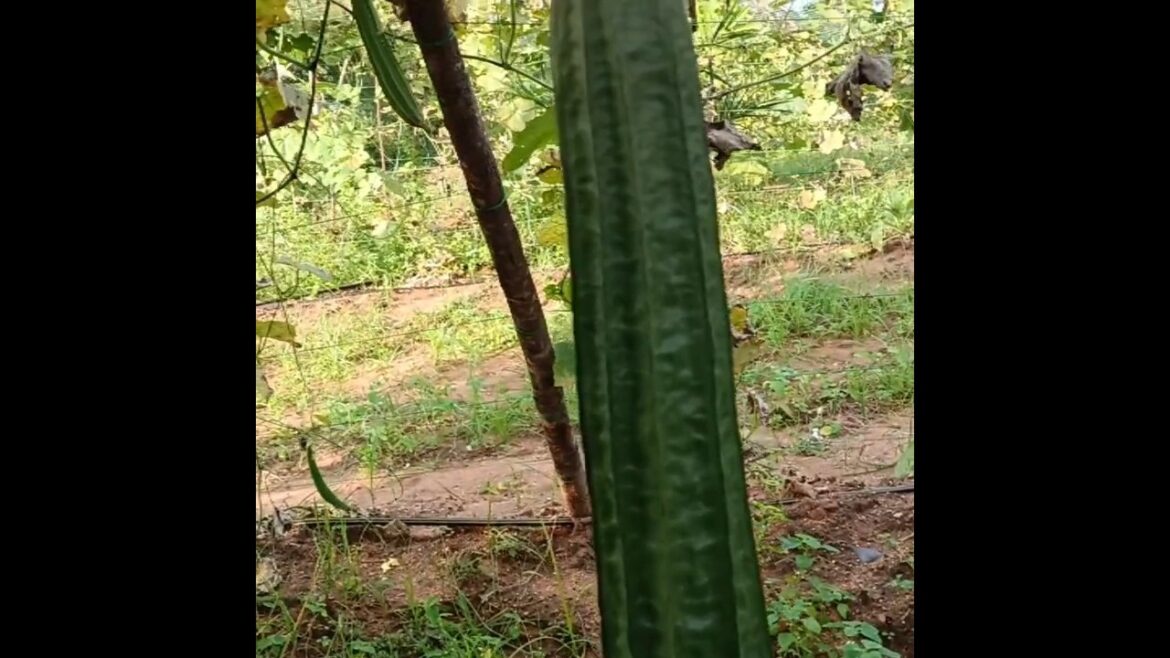 Ridge gourd garden #ridgegourd #shortvideo #youtubeshorts #vegetablegardening #trending #explore