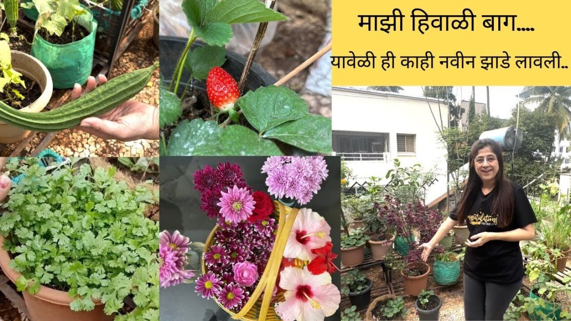 माझी हिवाळी बाग, winter garden tour,