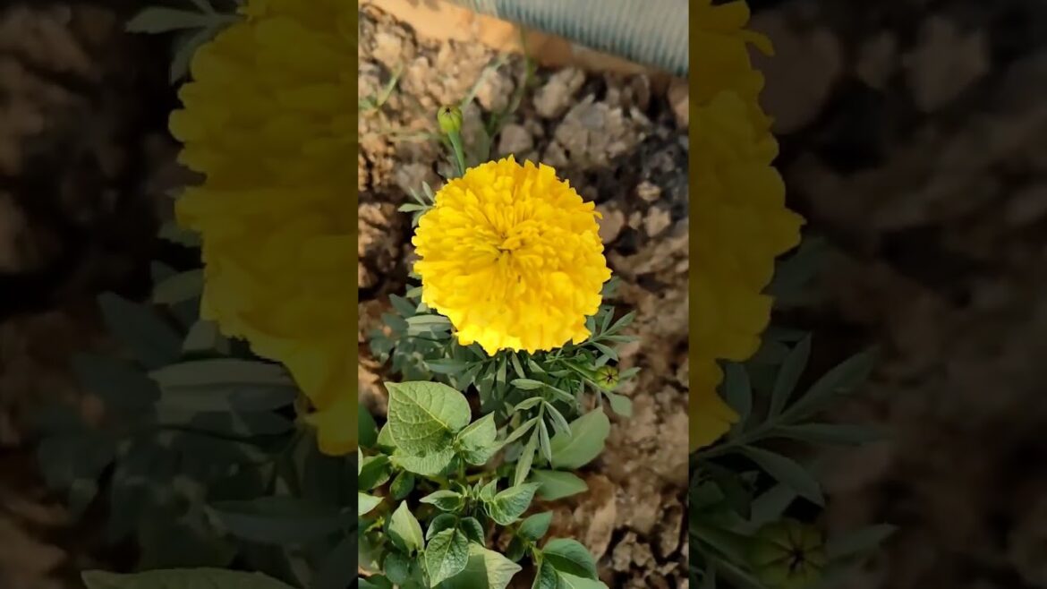 Merigold & rose...#trends #gardening #garden #harvest #viralvideo