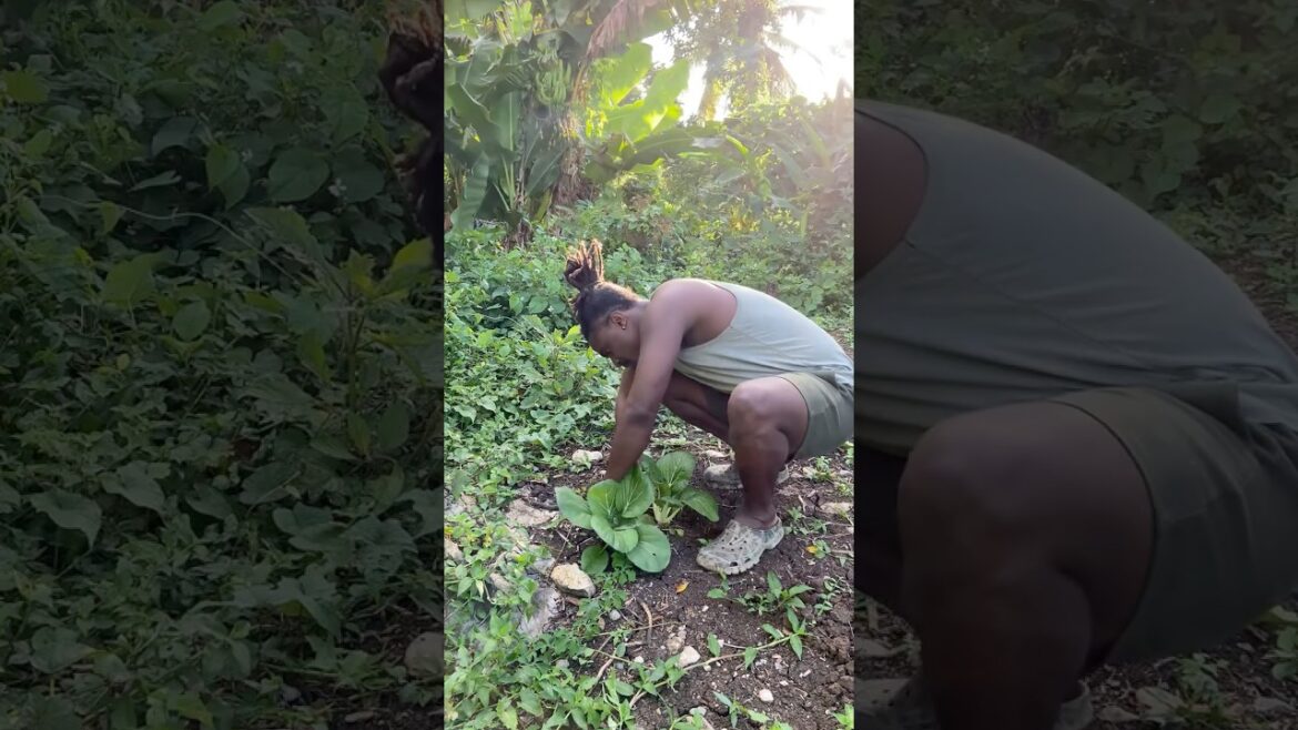 Off Grid Living Jamaica | Bok Choy Garden Harvest #shorts #offgridliving #gardening