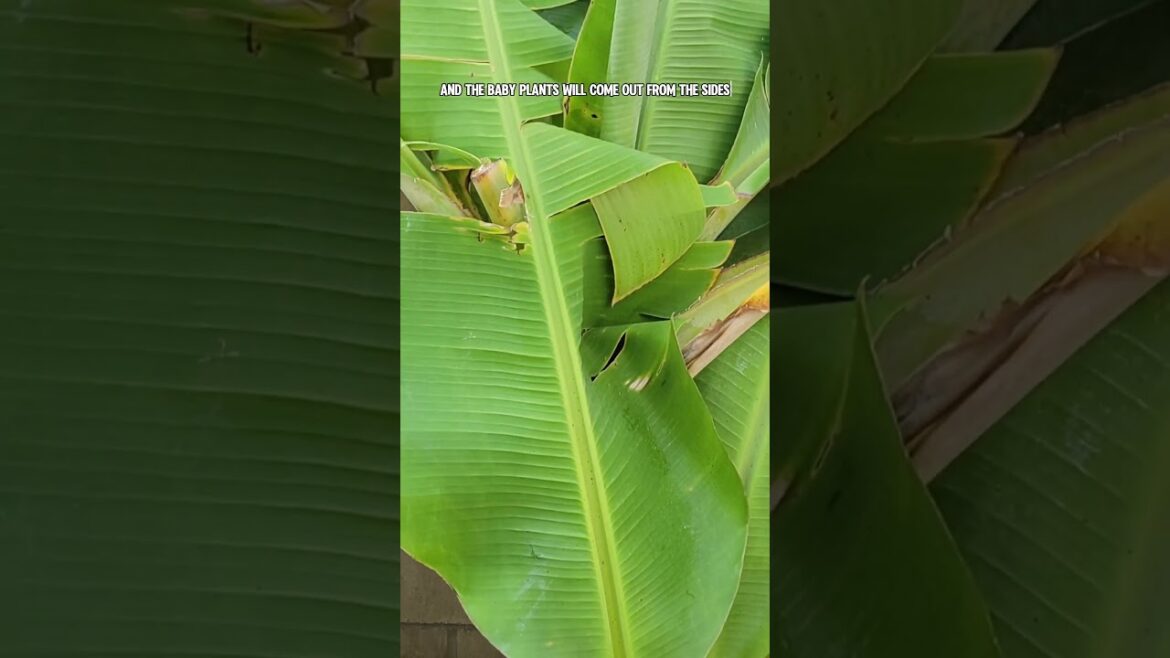 California Gardening: Banana Harvest: From Raw to Ripe – Delicious Uses for Every Stage! Banana Harvest: From Raw to Ripe - Delicious Uses for Every Stage!