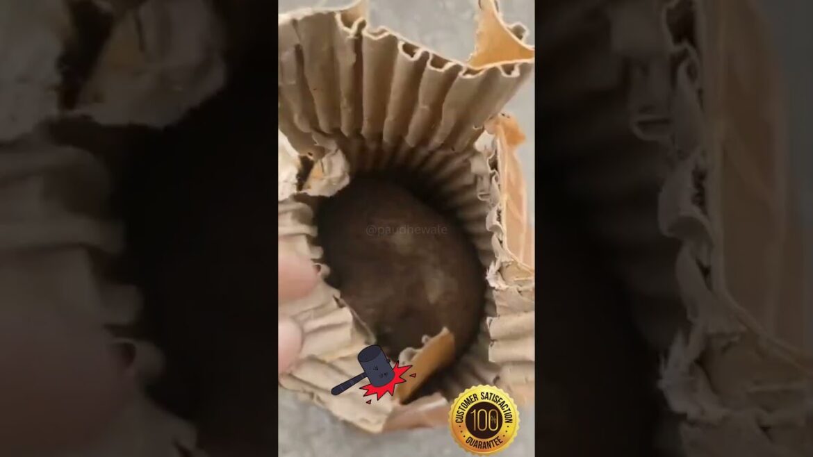 Paudhewale™ - Unboxing Flower Bulb  - Home delivery across India - Buy Bulbs online. #shorts #feed