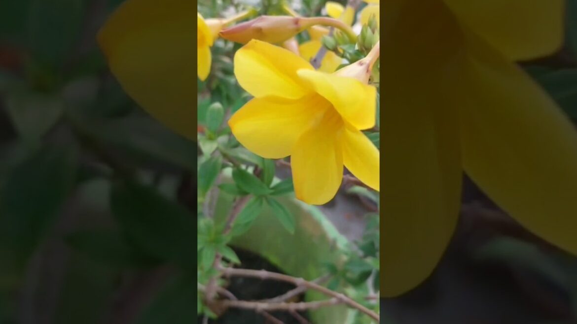 Allamanda flower plant #allamanda #nature #garden#gardening #plants #trending