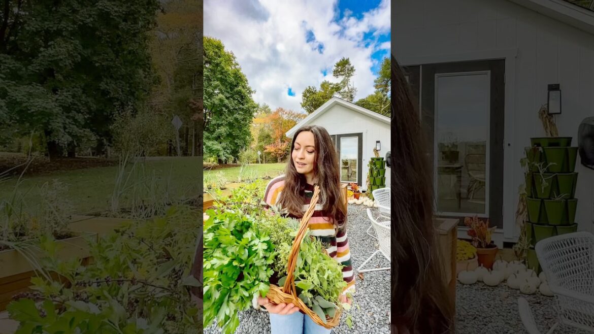Garden Harvest #gardenharvest #harvest #harvesting #garden