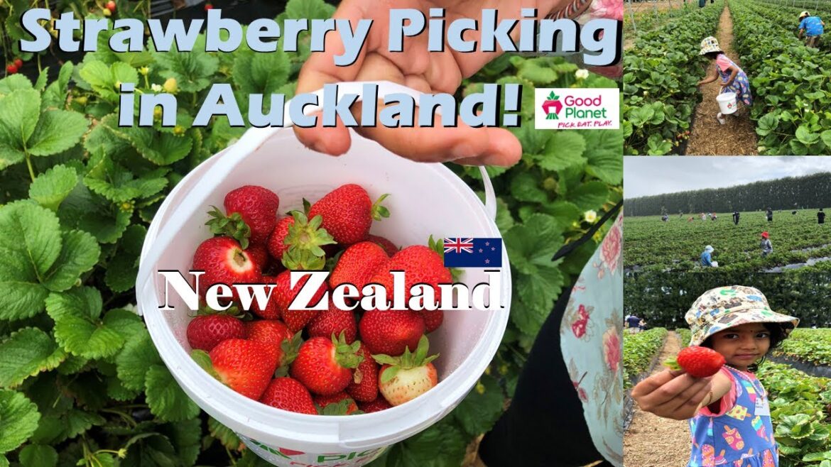 Strawberry Picking at Good Planet in Auckland. New Zealand Summer Plans #food #travel #nature #vlog