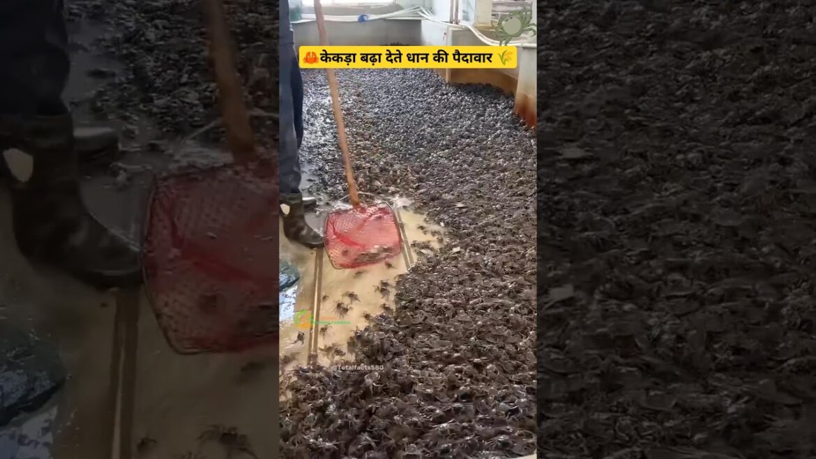 चाइना में करते धान के साथ-साथ केकड़ों की खेती 🌾🦀| Rice field crab catching | #crab