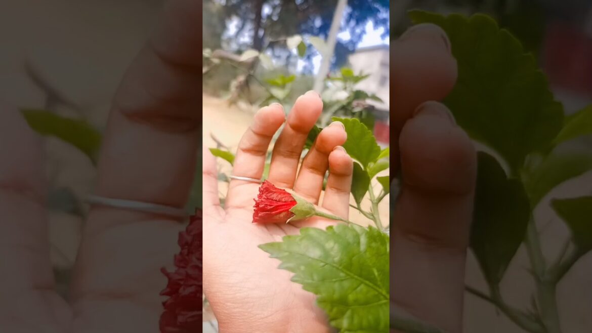 The Weirdest Flower Trends #nature #garden#plants #flowers #gardening #viralshort #viralshorts #view The Weirdest Flower Trends #nature #garden#plants #flowers #gardening #viralshort #viralshorts #view