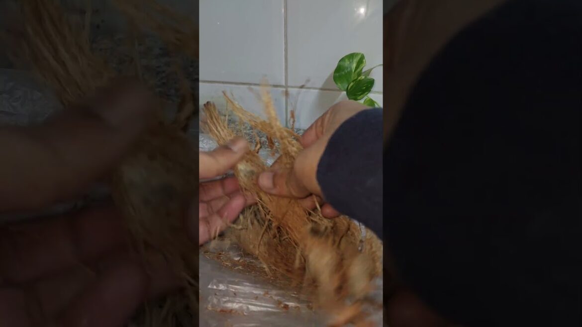 Simple garden tips in tamil #tips #gardentips #garden #maadithottam #kuwait #elimaichannel #shorts