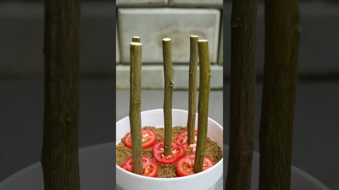 Grow Lemon Tree from Cuttings inJust30 DayswithThis Tricklemontree gardening#ytshorts #diygardening