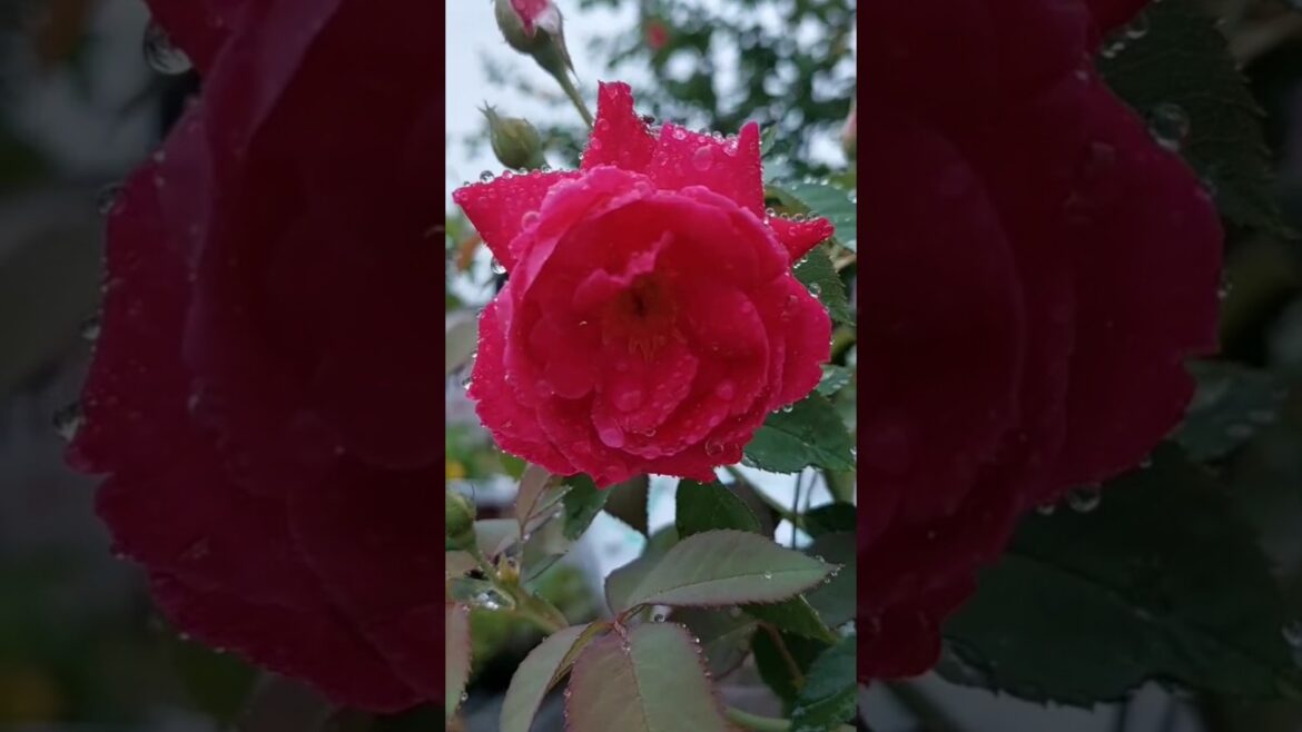 Rose #rose #rose flower #shorts #nature #trending #flowers