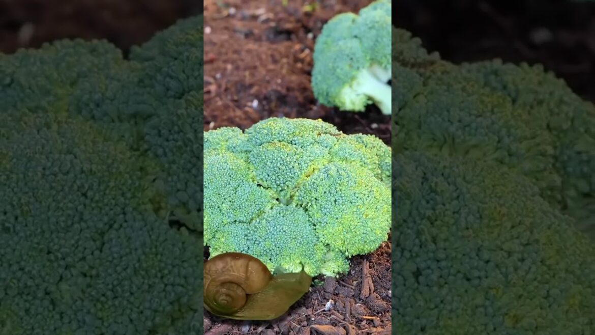 Become great gardener with these simple gardening hacks 🥦🍉